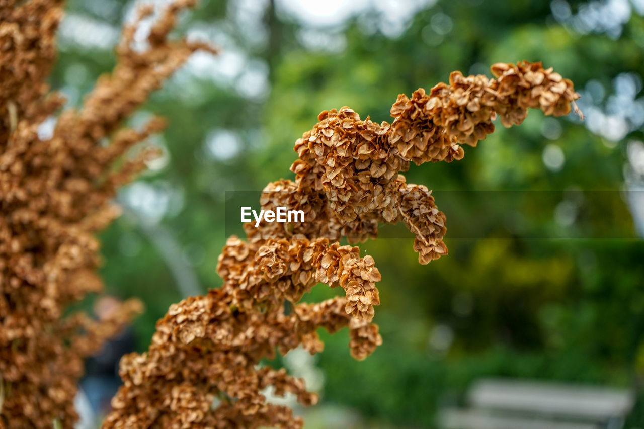 CLOSE-UP OF DRY PLANT AGAINST TREE