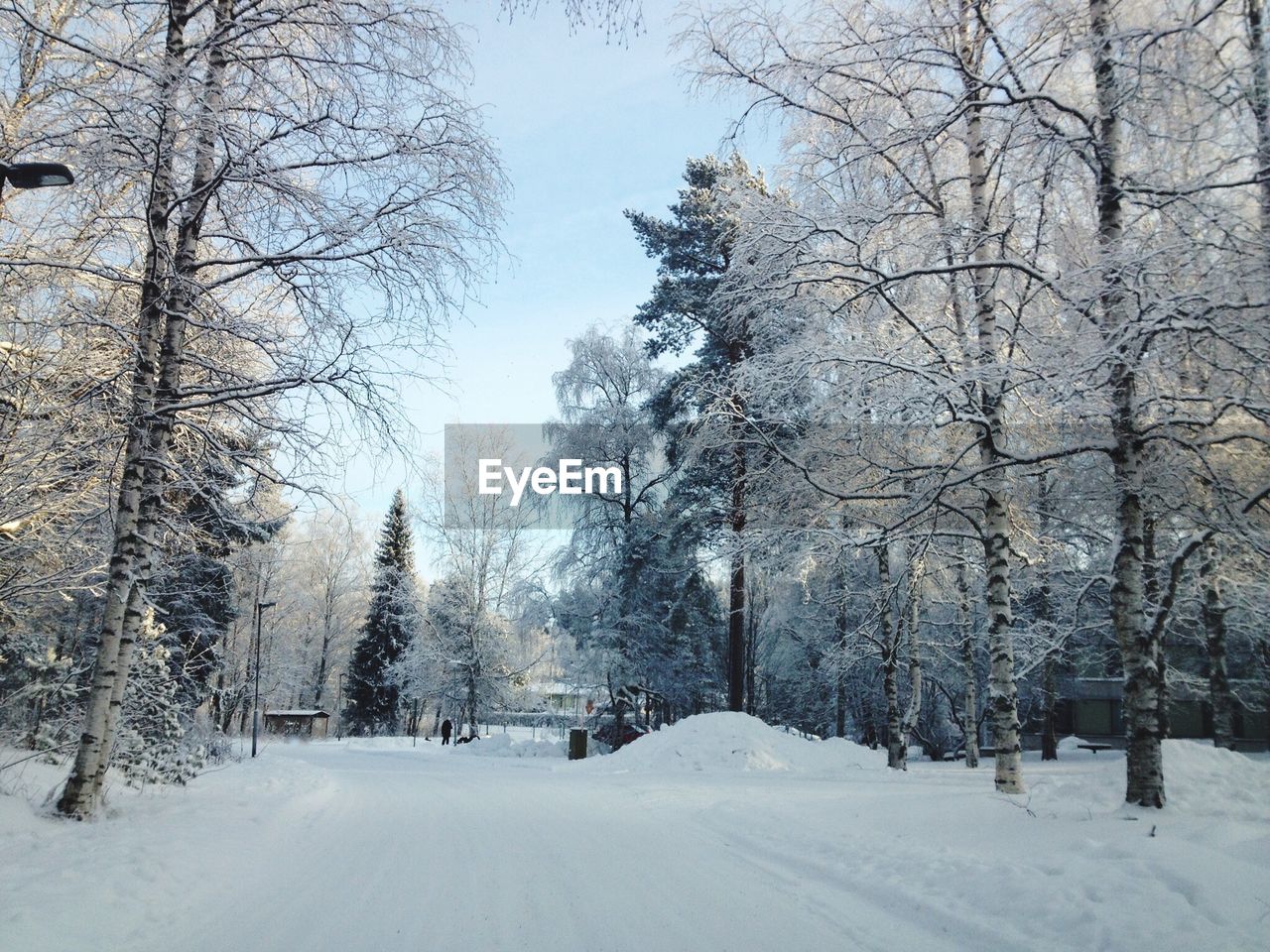 Low angle view of frozen trees during snowfall