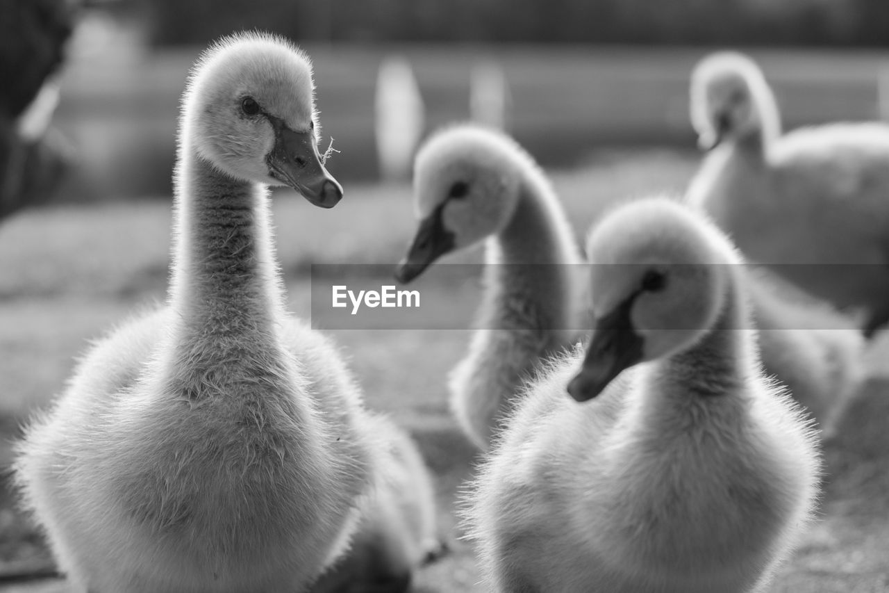 Curious cygnets approach out of couridity in gulf harbour, auckland new zealand. 