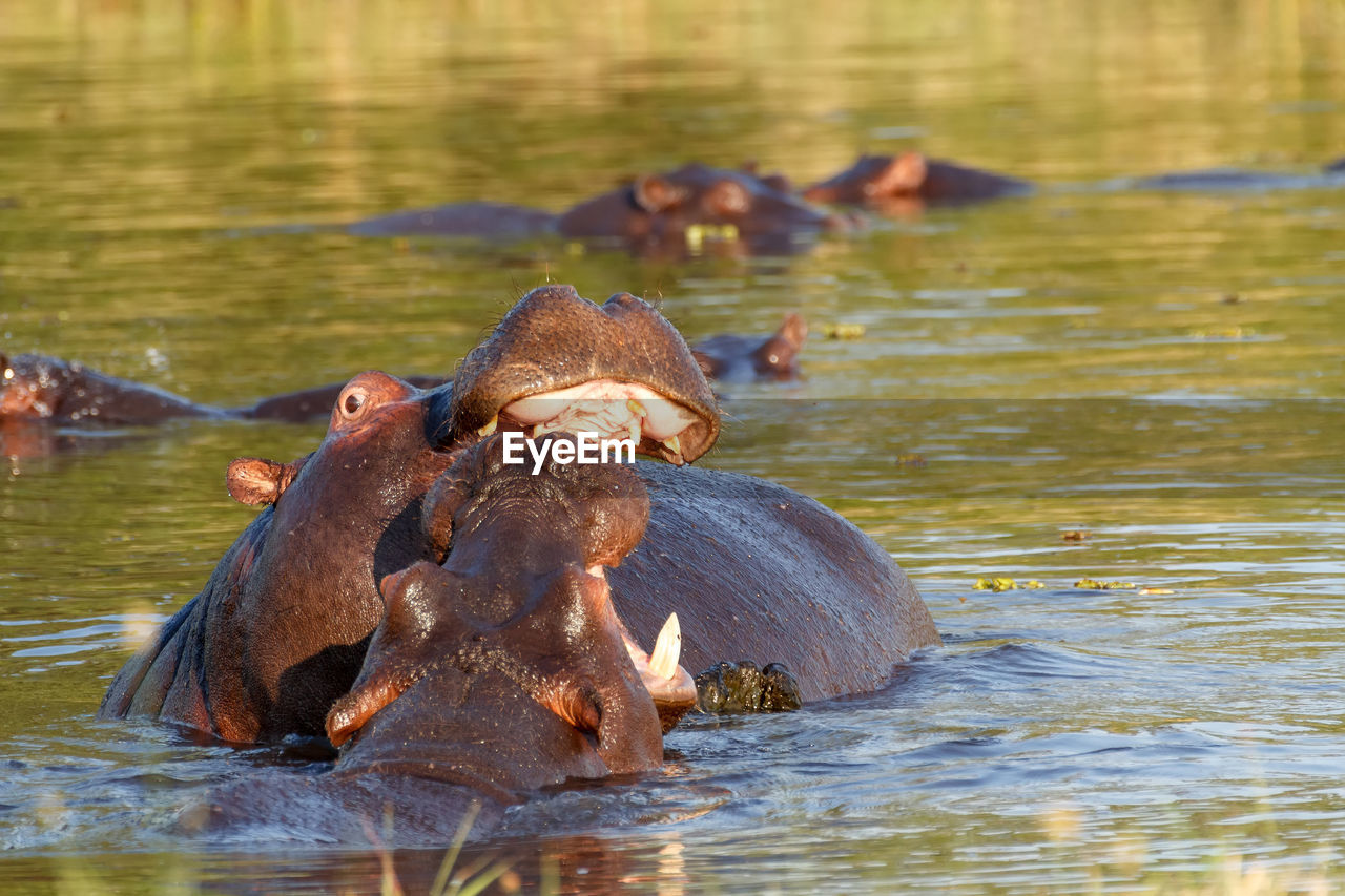 VIEW OF TURTLE IN LAKE