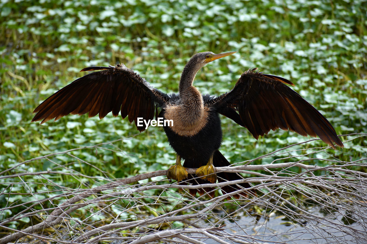 Cormorant sunning on a log