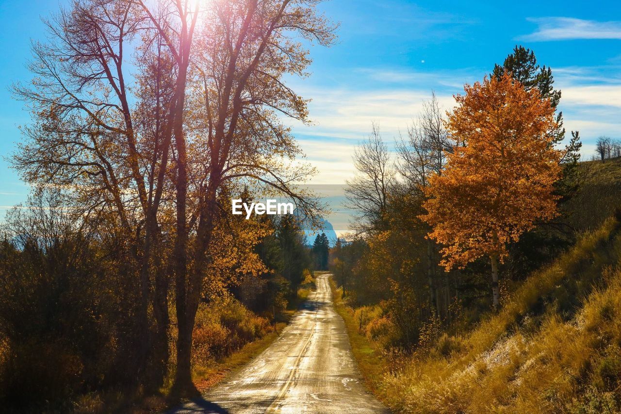 Road amidst trees in forest during autumn