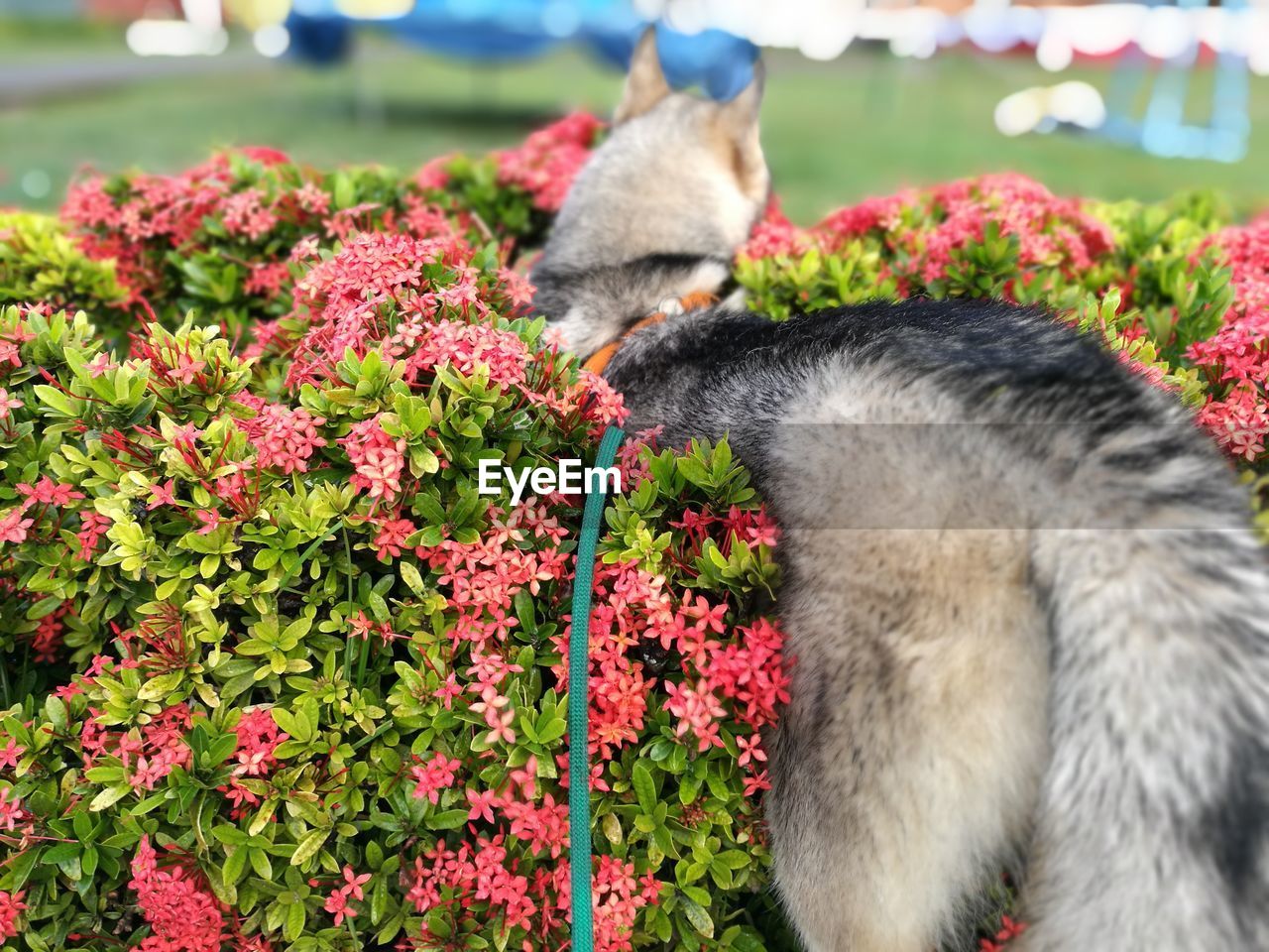 CAT BY FLOWERS