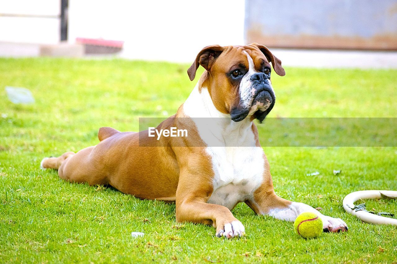 Portrait of dog on grassy field