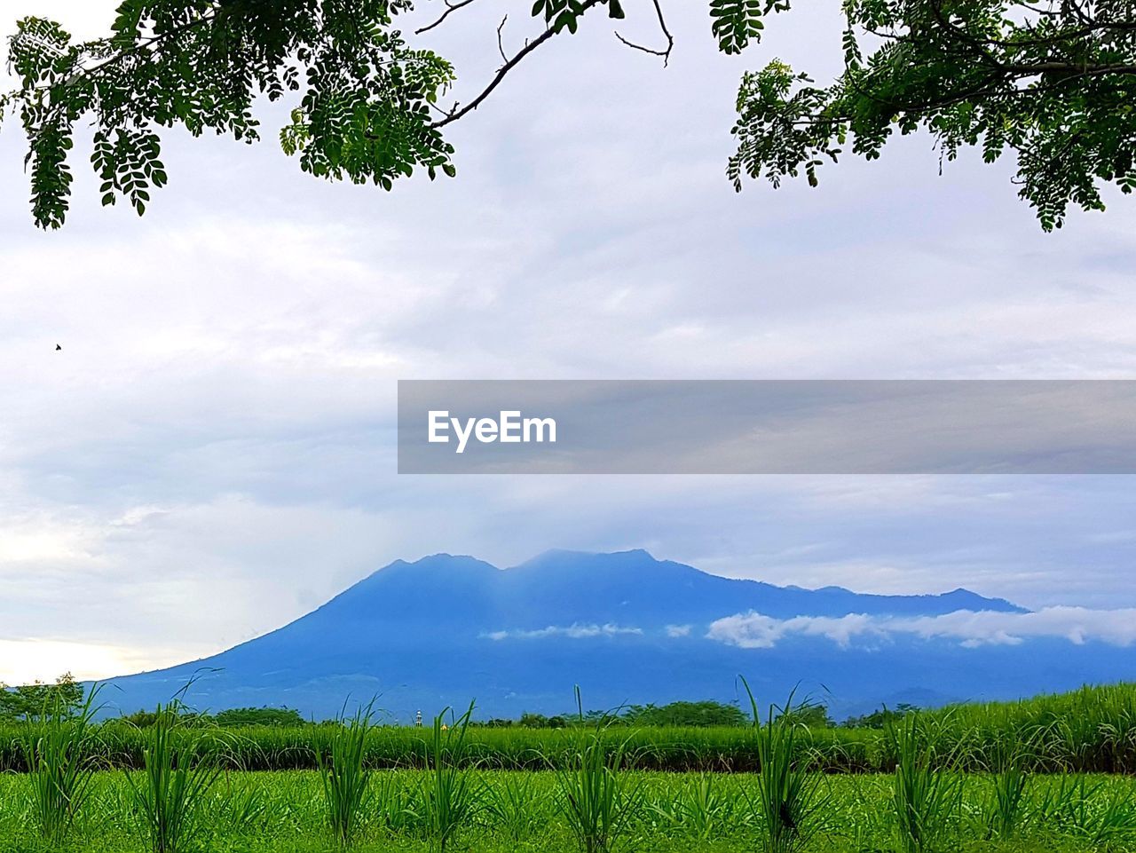 SCENIC VIEW OF FIELD BY TREES AGAINST SKY