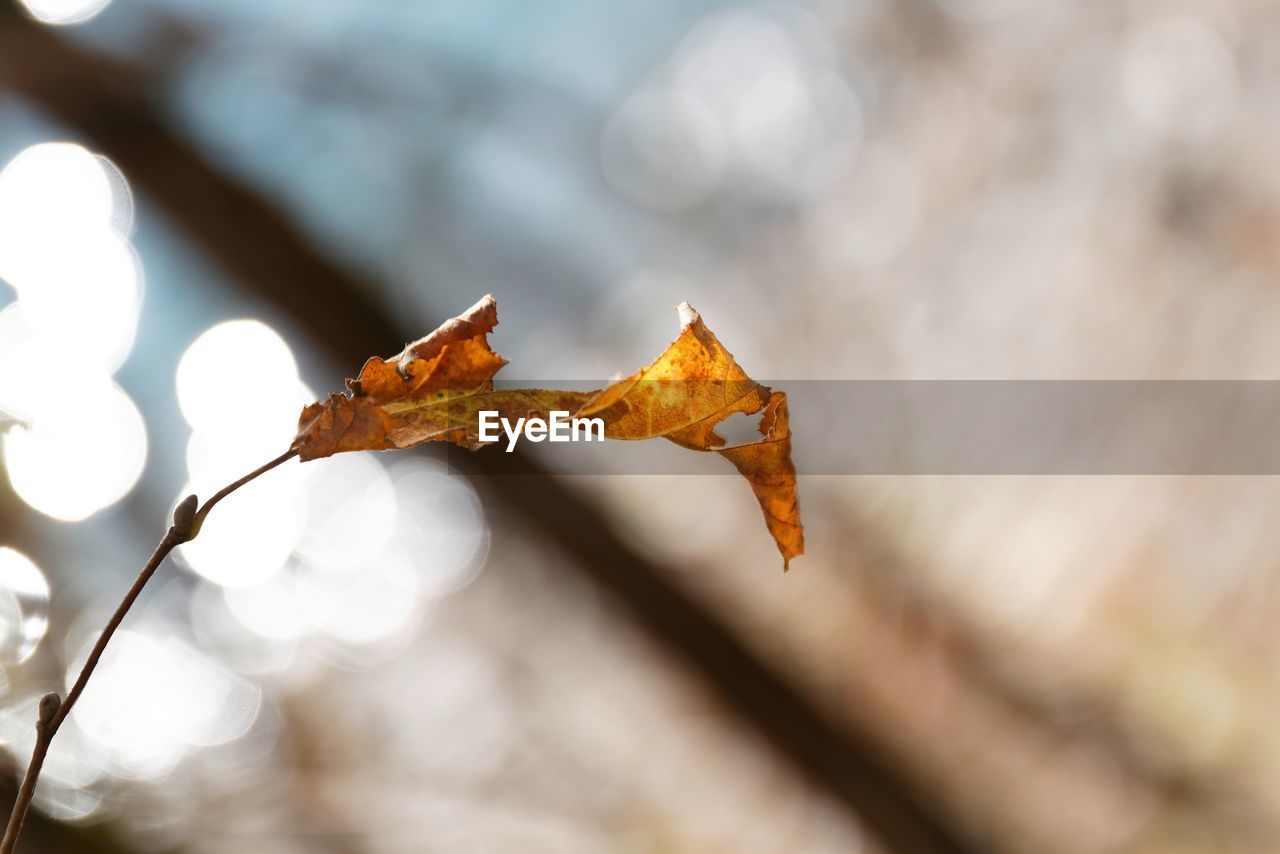 Close-up of dry maple leaf during autumn