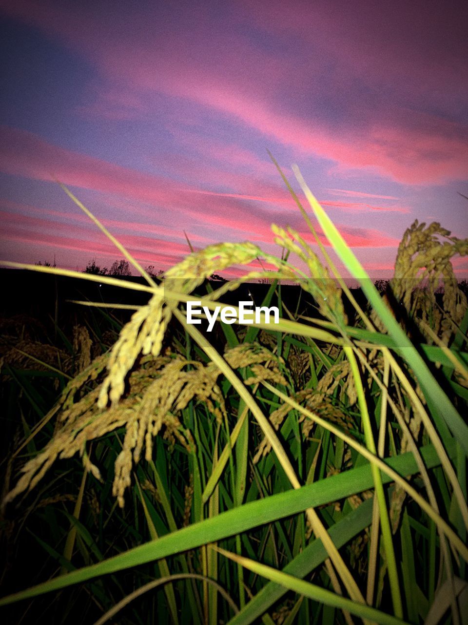 CLOSE-UP OF GRASS ON FIELD AGAINST SKY