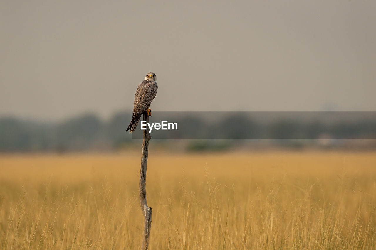 BIRD PERCHING ON A ROCK