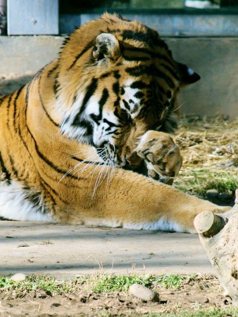 CAT RELAXING IN THE ZOO