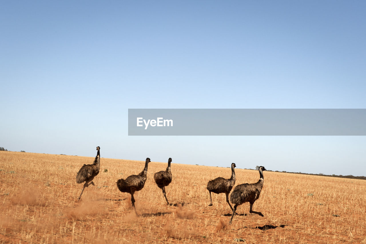 Emu birds running on arid landscape against clear sky