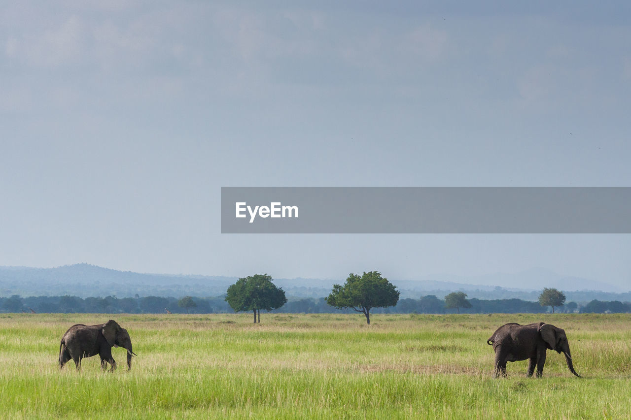 Elephants on field against sky