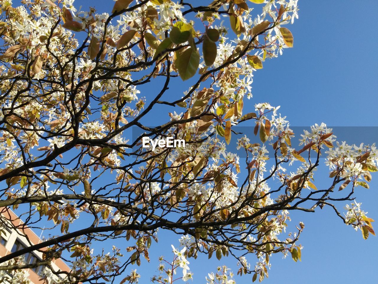 Low angle view of trees against clear blue sky