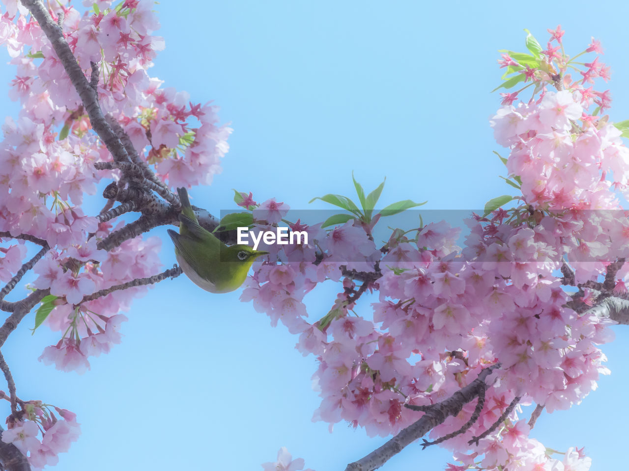 Low angle view of pink flowers blooming on tree