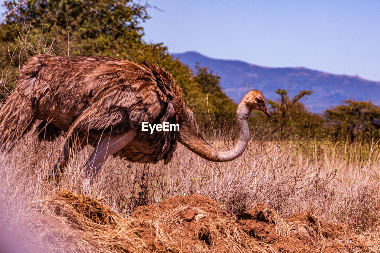 animal, animal themes, wildlife, animal wildlife, one animal, nature, savanna, plant, mammal, wilderness, no people, animal body part, environment, ostrich, landscape, sky, outdoors, tree, safari, travel destinations, adventure, day, beauty in nature, travel, mountain, land, bird