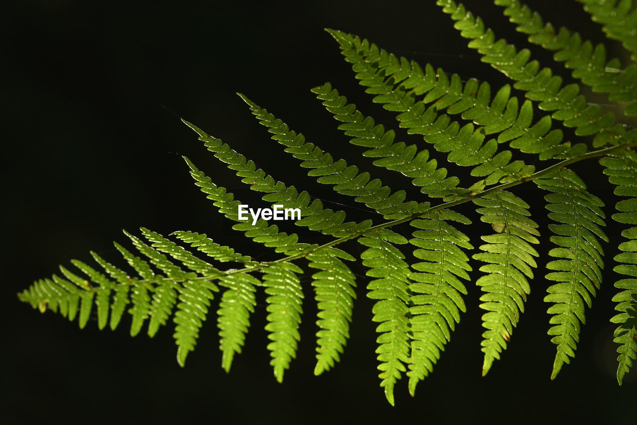 Close-up of fern leaves against black background