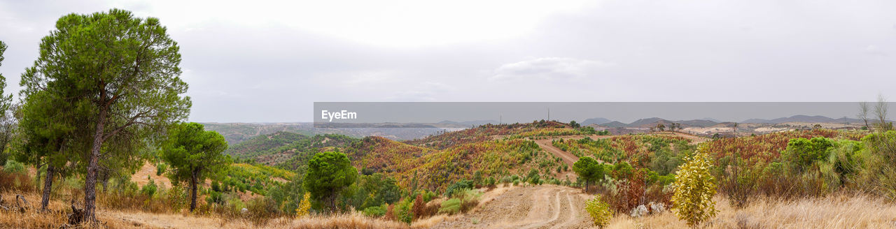 PANORAMIC VIEW OF TREES AND PLANTS AGAINST SKY