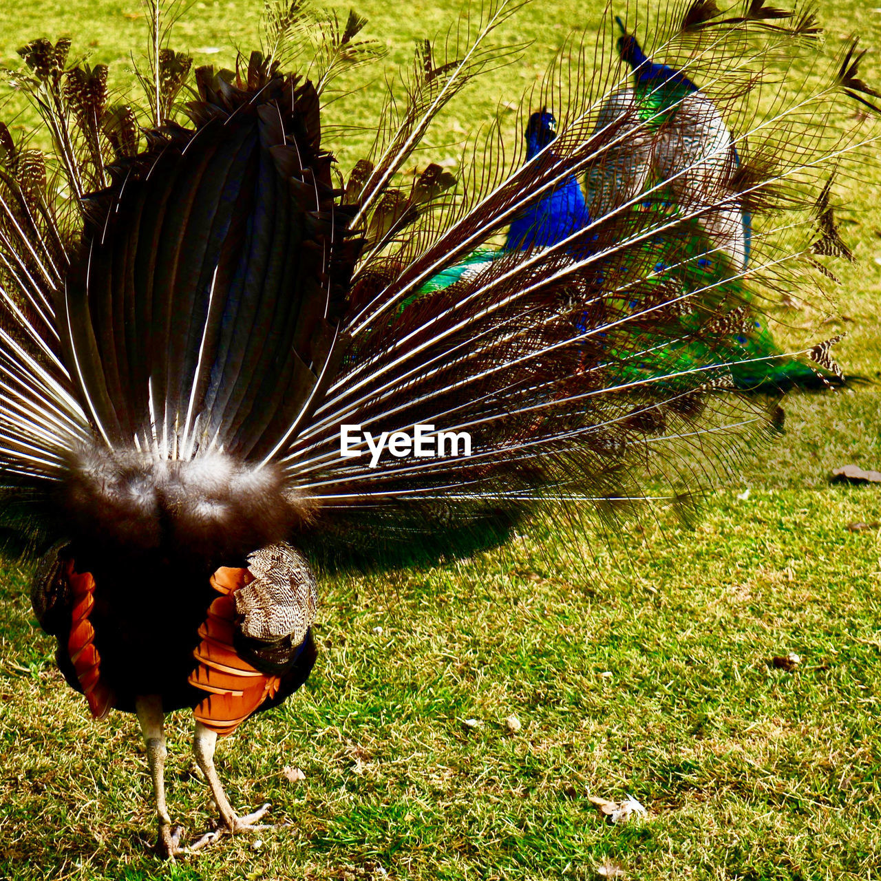 CLOSE-UP OF PEACOCK ON FIELD