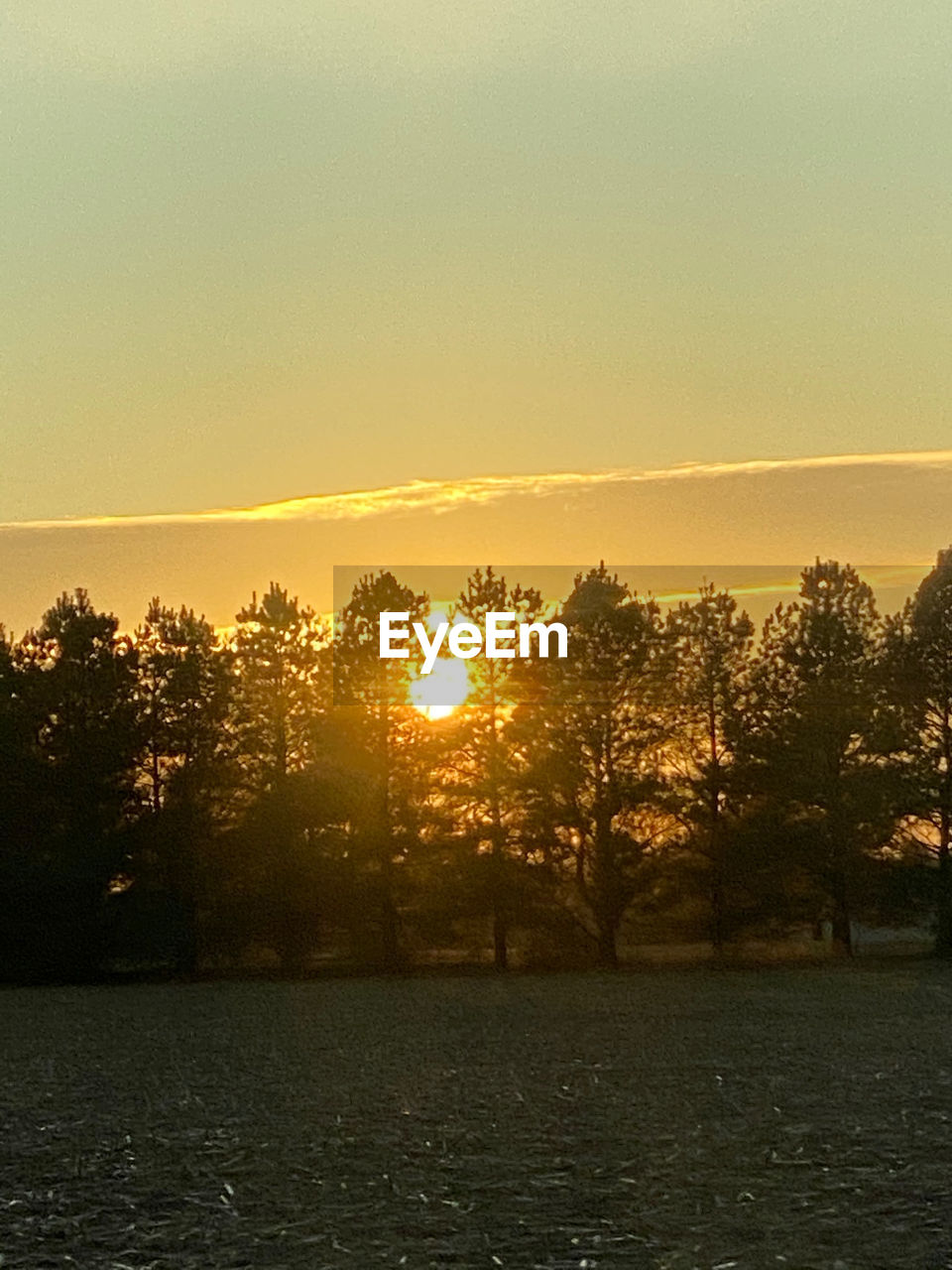 SILHOUETTE TREES BY PLANTS DURING SUNSET