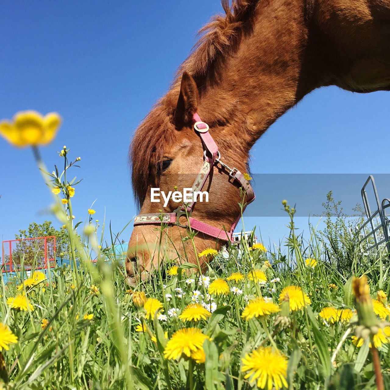 Pony grazing on dandelion field