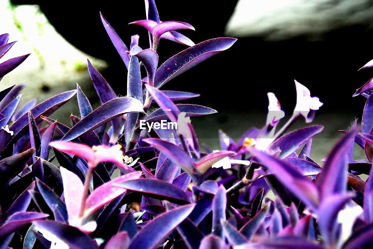 CLOSE-UP OF PURPLE FLOWER PLANTS