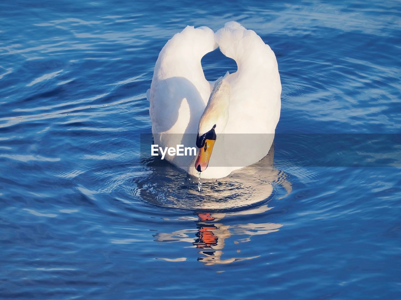 water, swan, bird, nature, swimming, water bird, animal wildlife, wildlife, animal, day, animal themes, rippled, ducks, geese and swans, one person, high angle view, outdoors, sea, reflection, blue, floating on water, duck, waterfront, one animal, floating