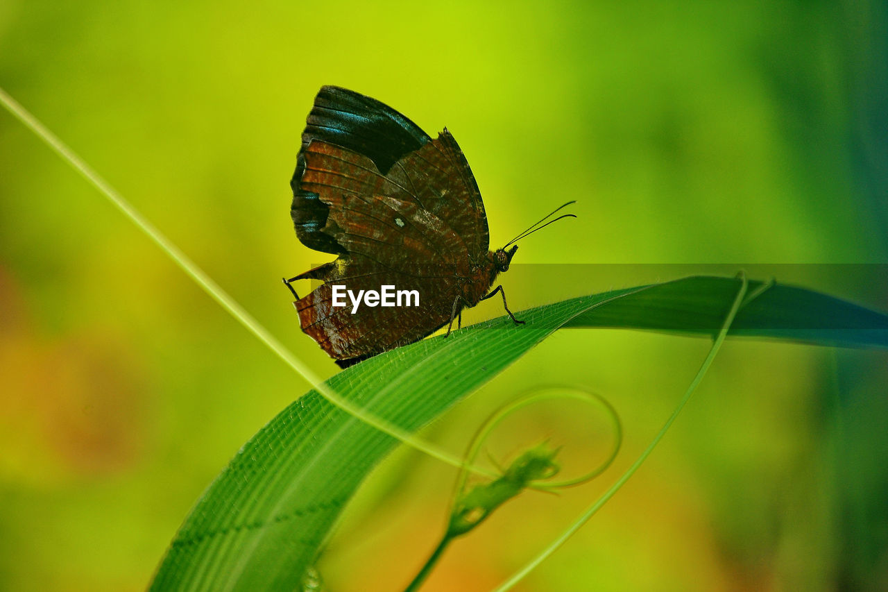 BUTTERFLY ON A LEAF