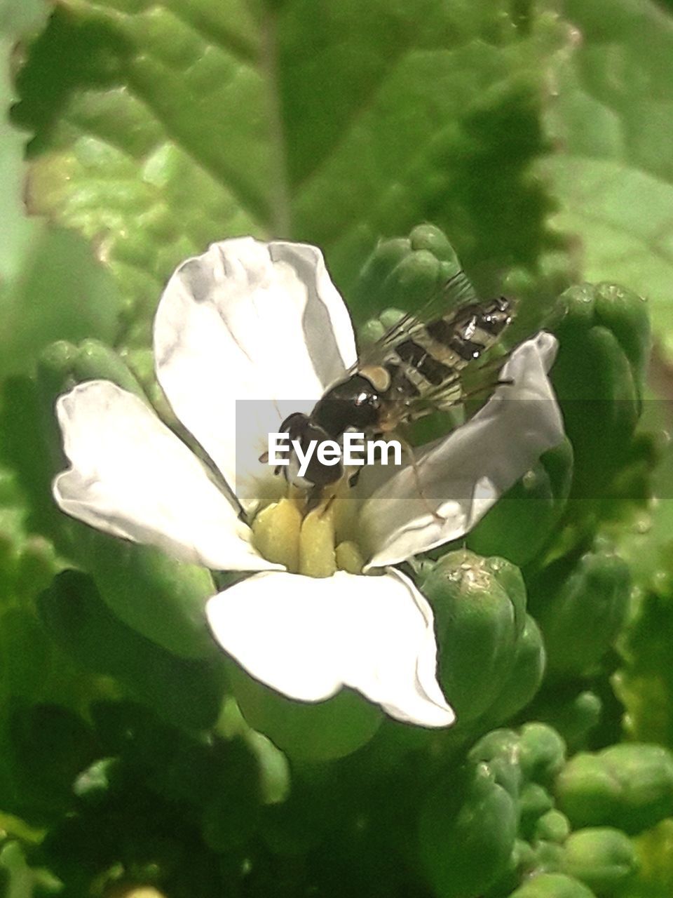 CLOSE-UP OF WHITE FLOWER IN BLOOM