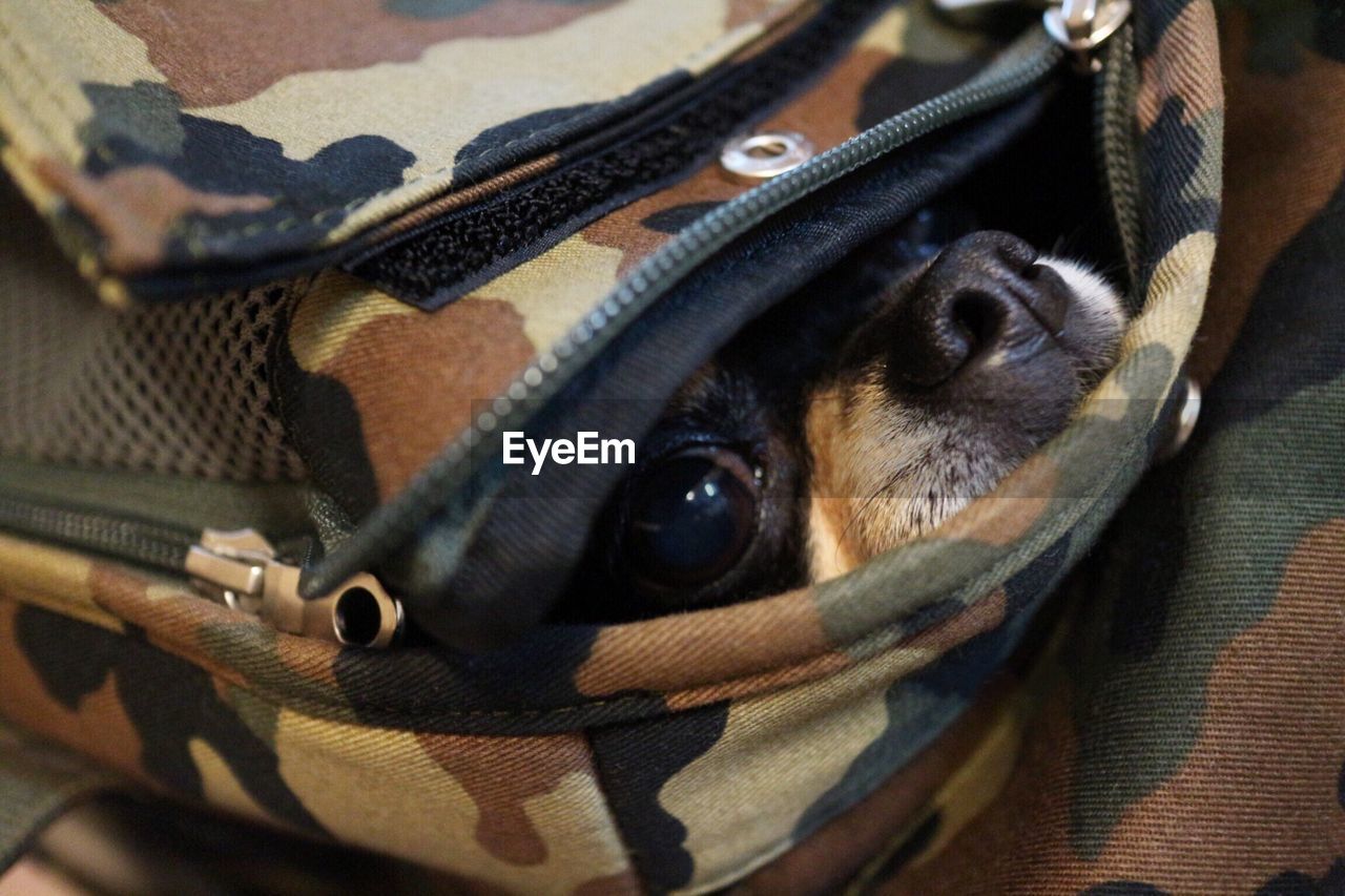 CLOSE-UP OF DOG WEARING EYEGLASSES