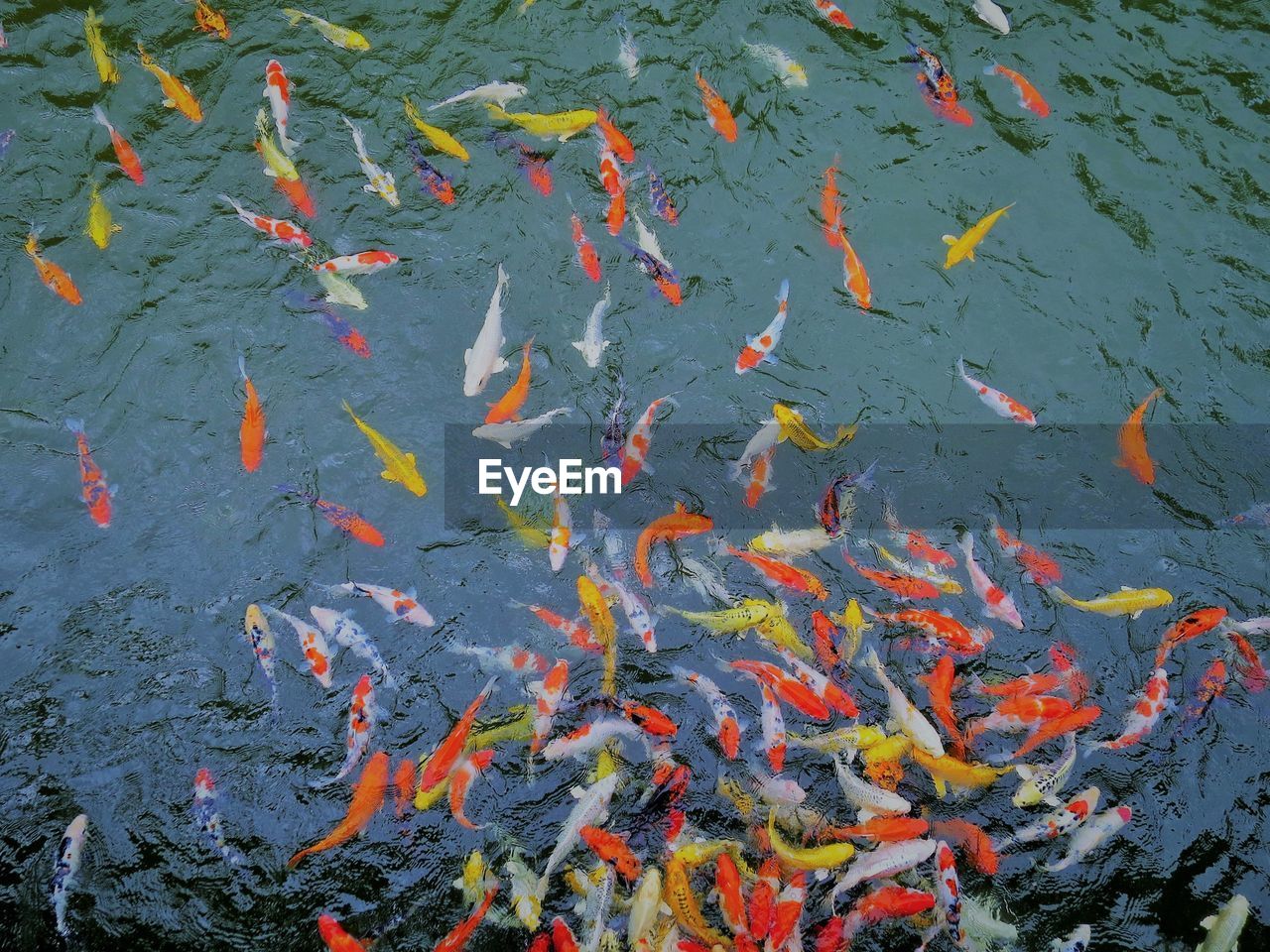 HIGH ANGLE VIEW OF KOI CARPS IN WATER