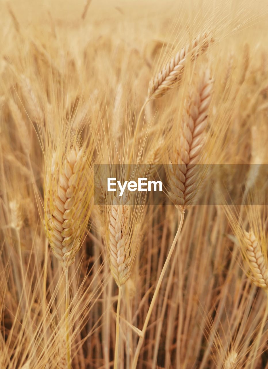 CLOSE-UP OF WHEAT CROPS