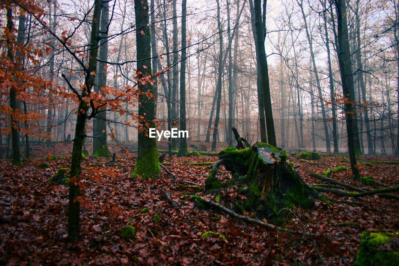 Trees in forest during autumn