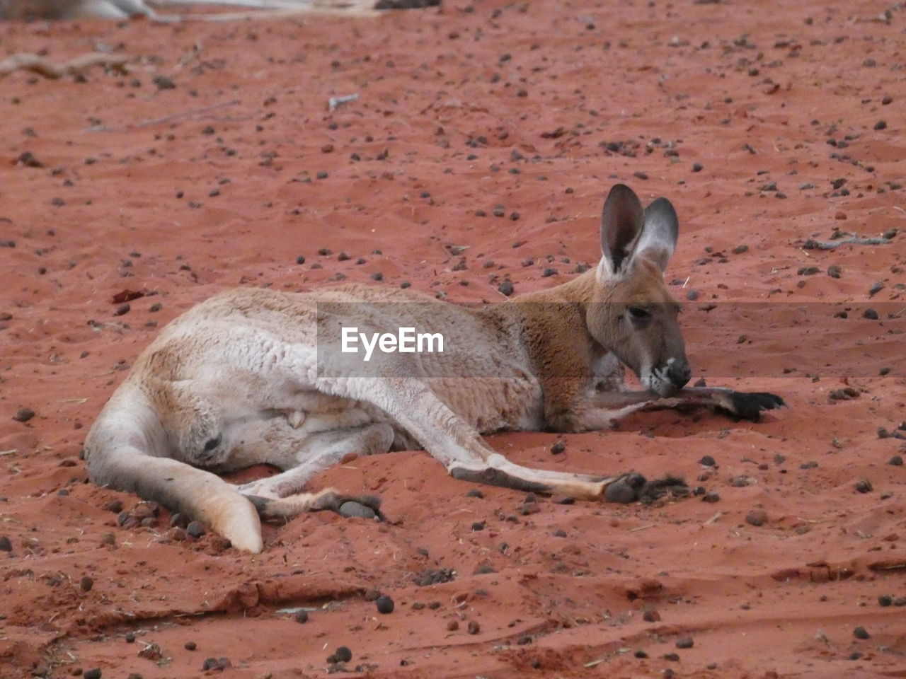 Kangaroo relaxing