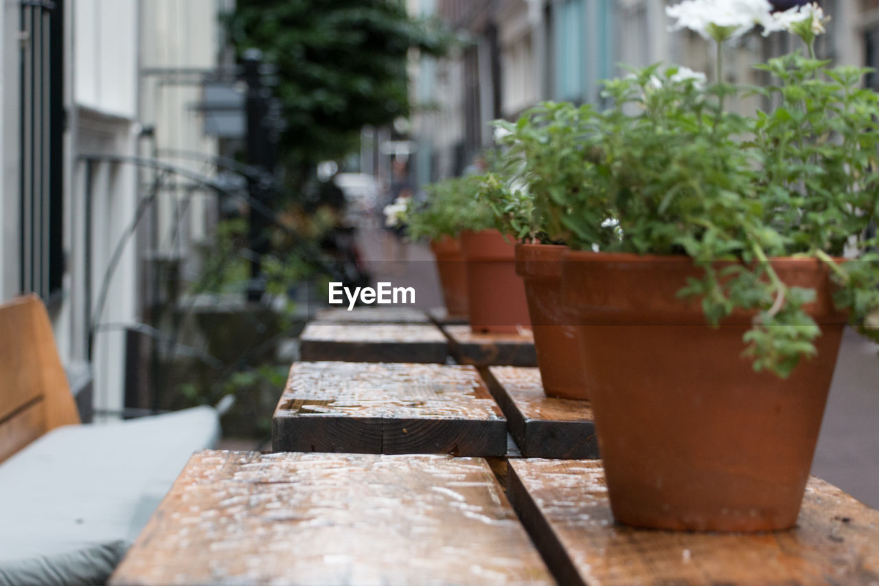 Potted plant in row on table in city