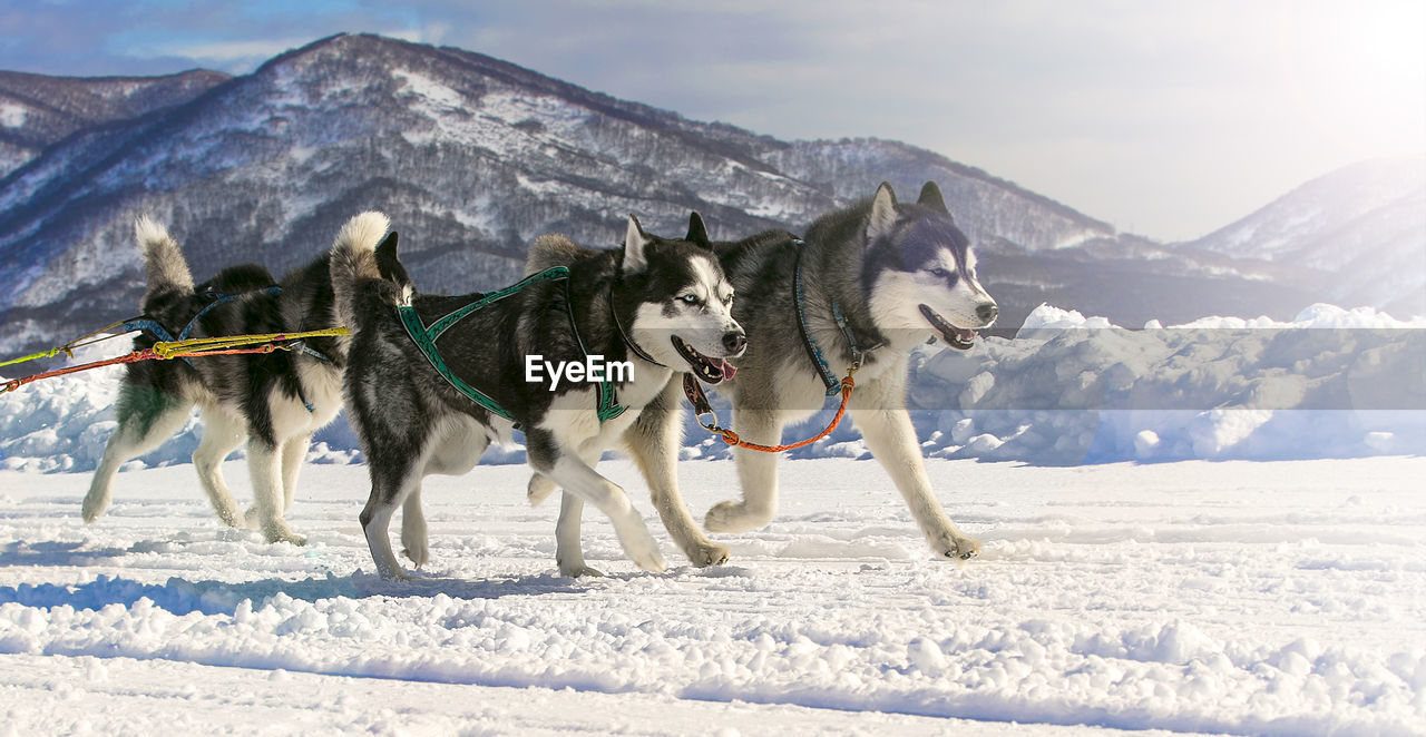 Sled dog race on snow in winter on kamchatka on soft sunlight