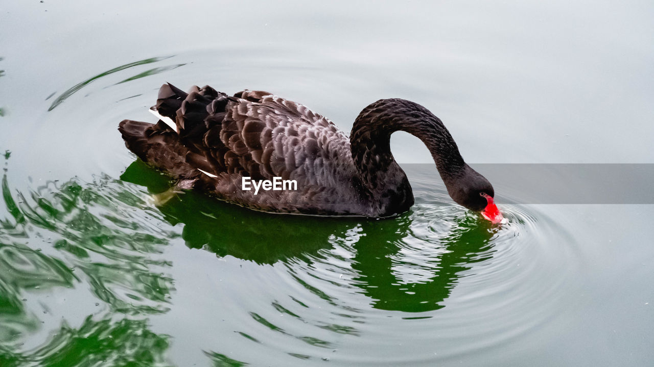 Swan swimming in a lake
