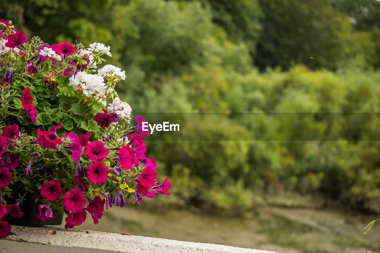 Close-up of flowers against blurred background