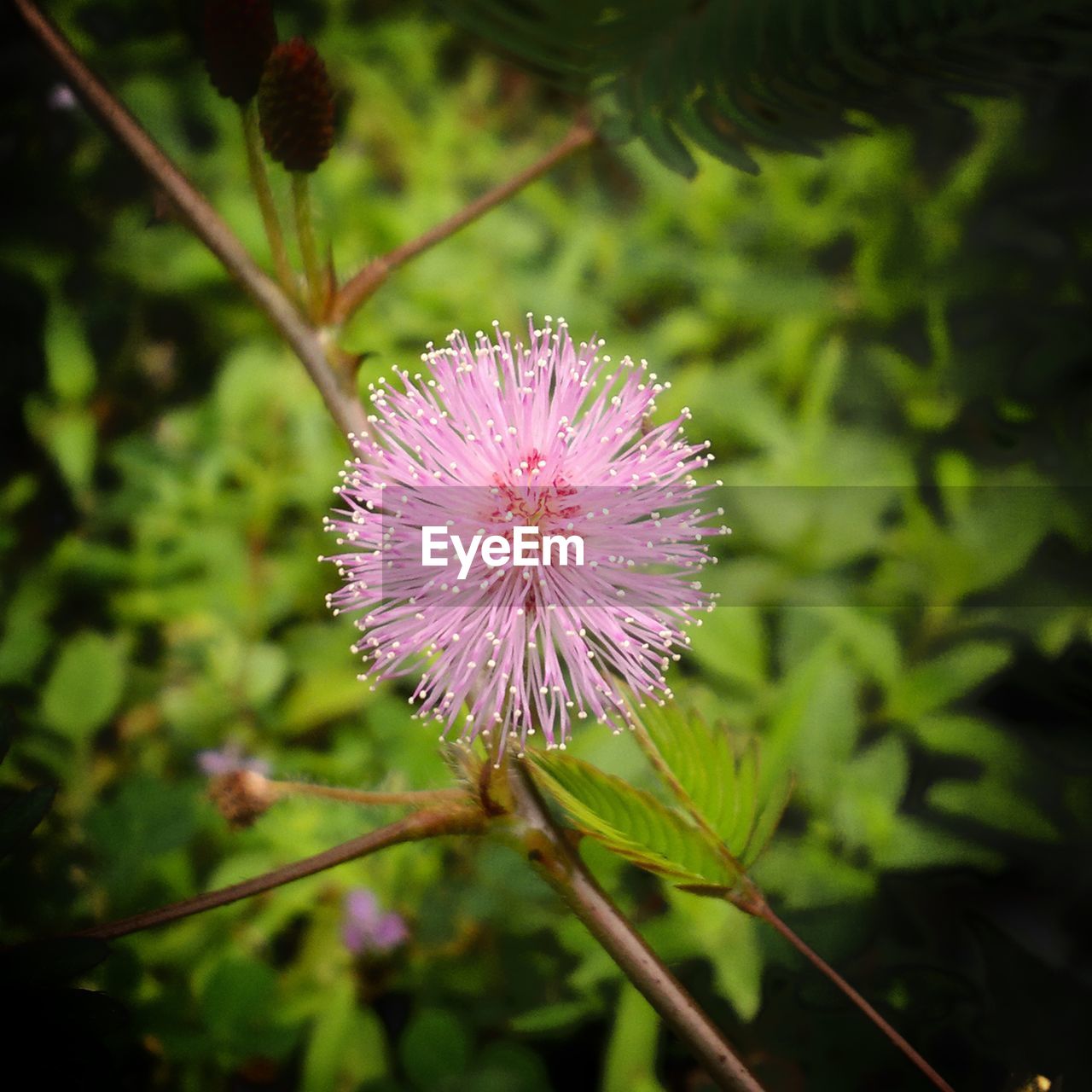 CLOSE-UP OF FLOWER BLOOMING OUTDOORS
