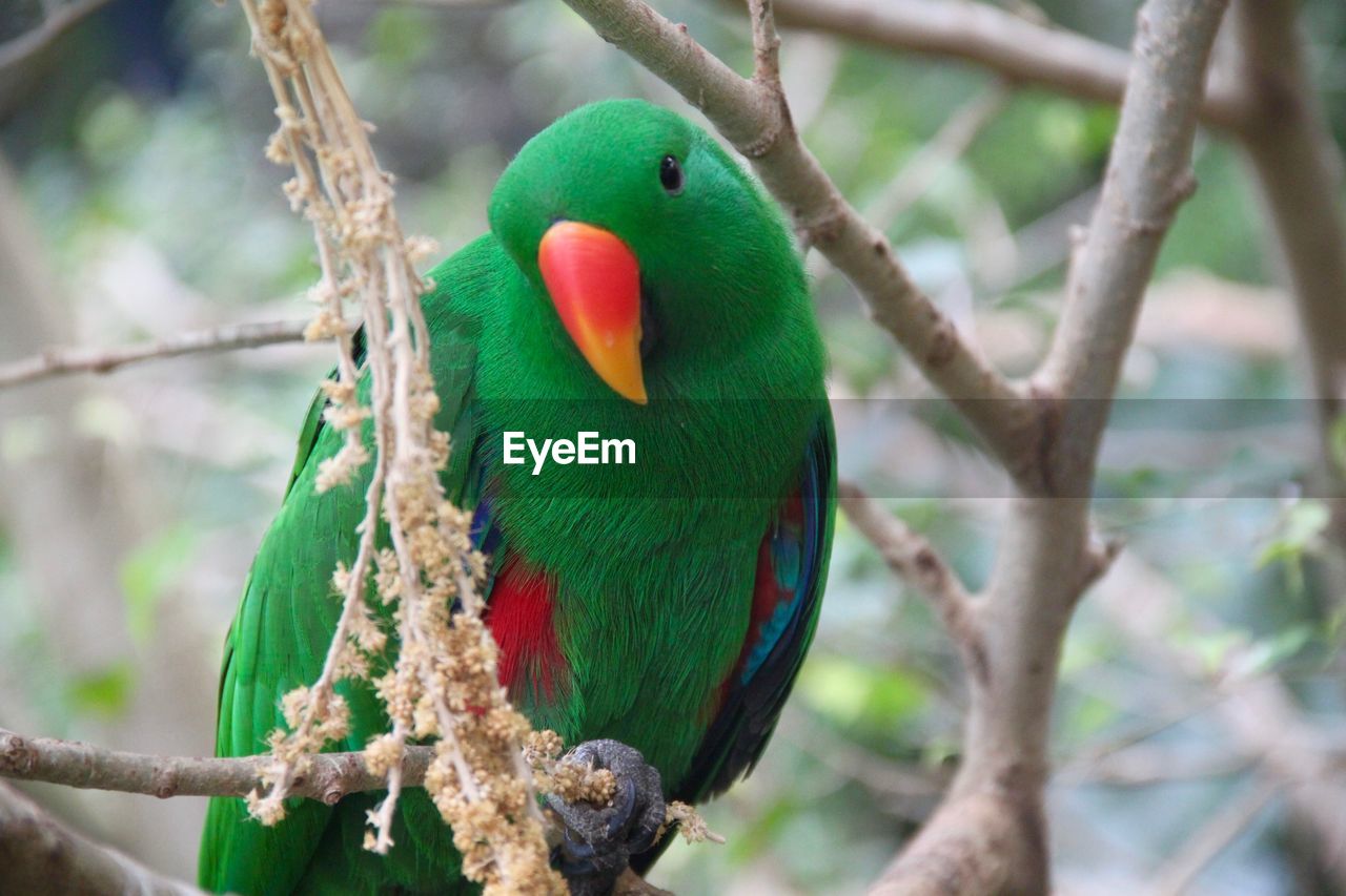 Close-up of parrot perching on branch