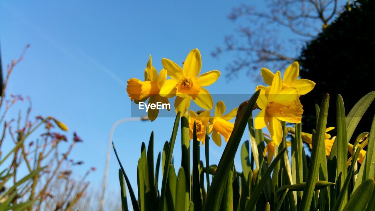 Close-up of white flowers blooming in field