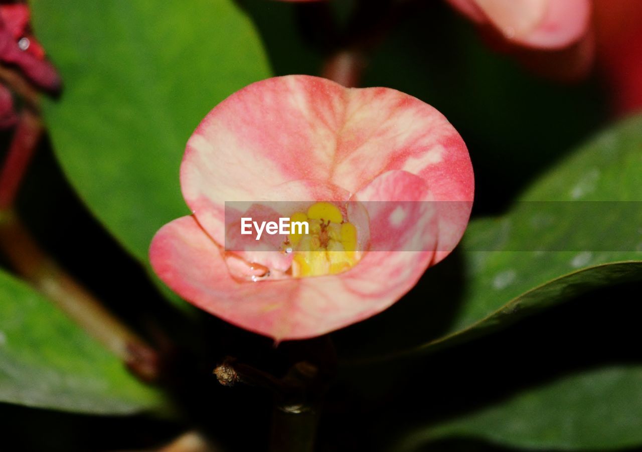 CLOSE-UP OF PINK FLOWERS