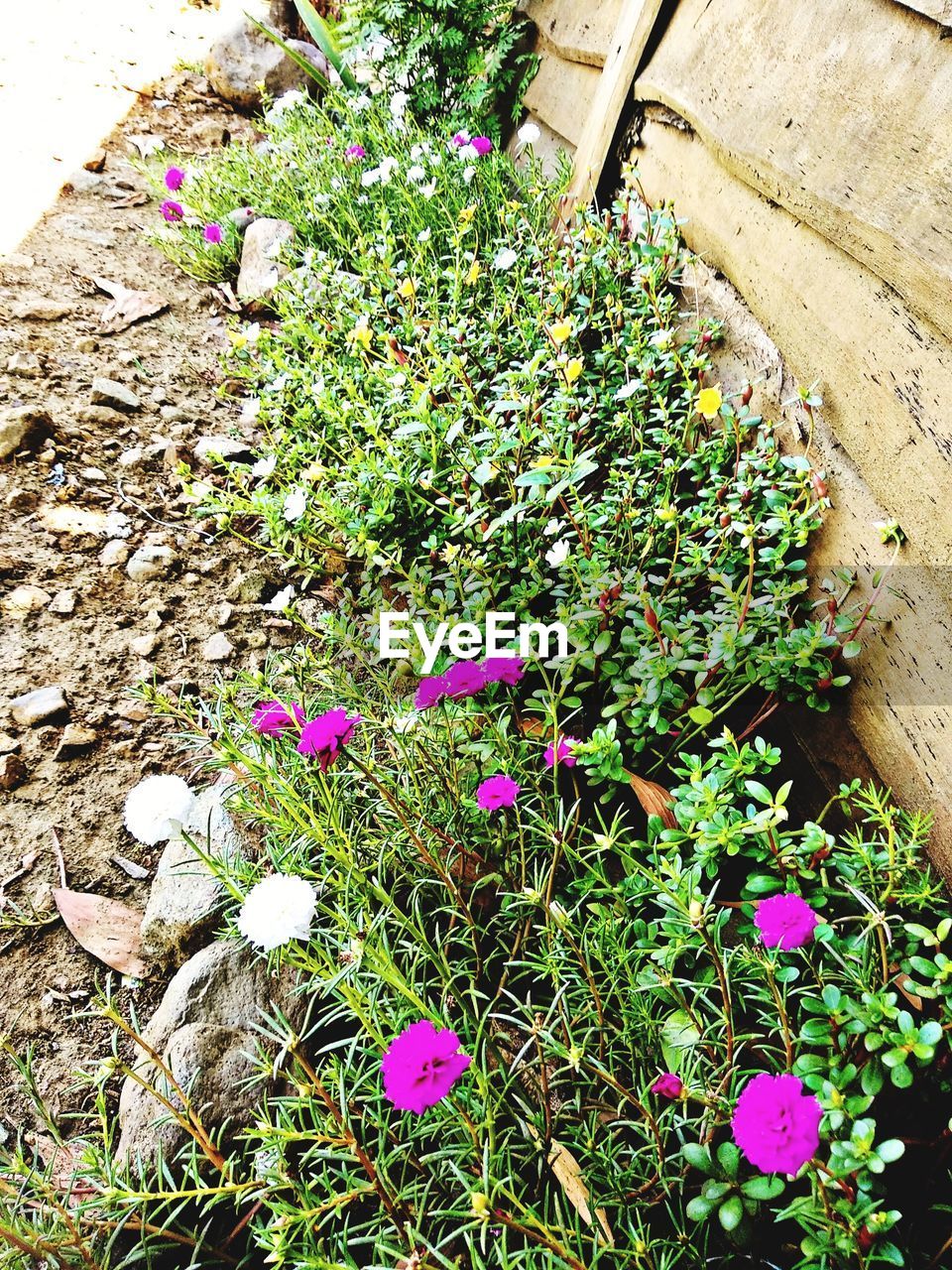 HIGH ANGLE VIEW OF FLOWERING PLANTS GROWING ON FIELD