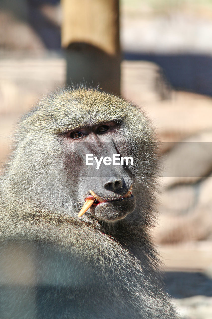 CLOSE-UP OF MONKEY ON SHORE