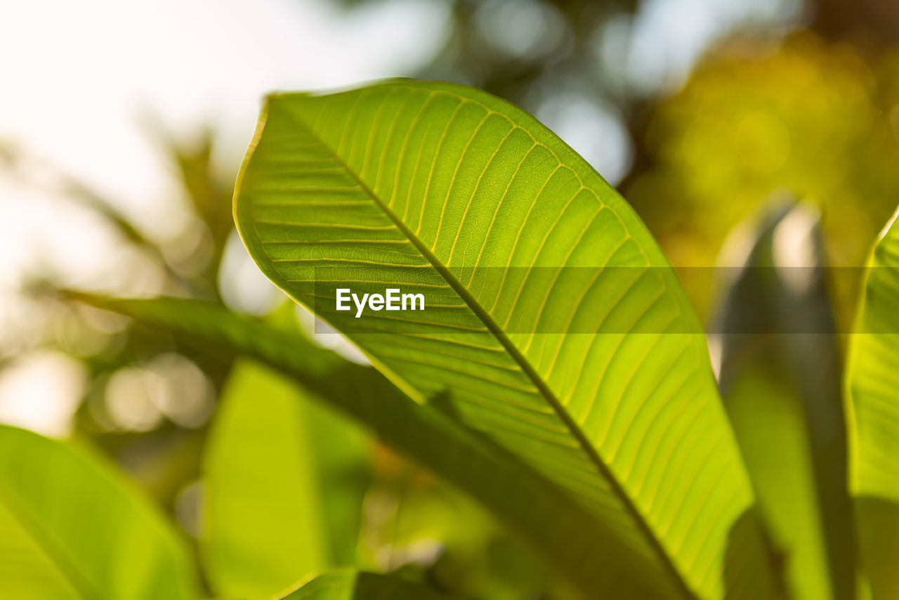 Big green leaf. beautiful and amazing flora on bali island, indonesia