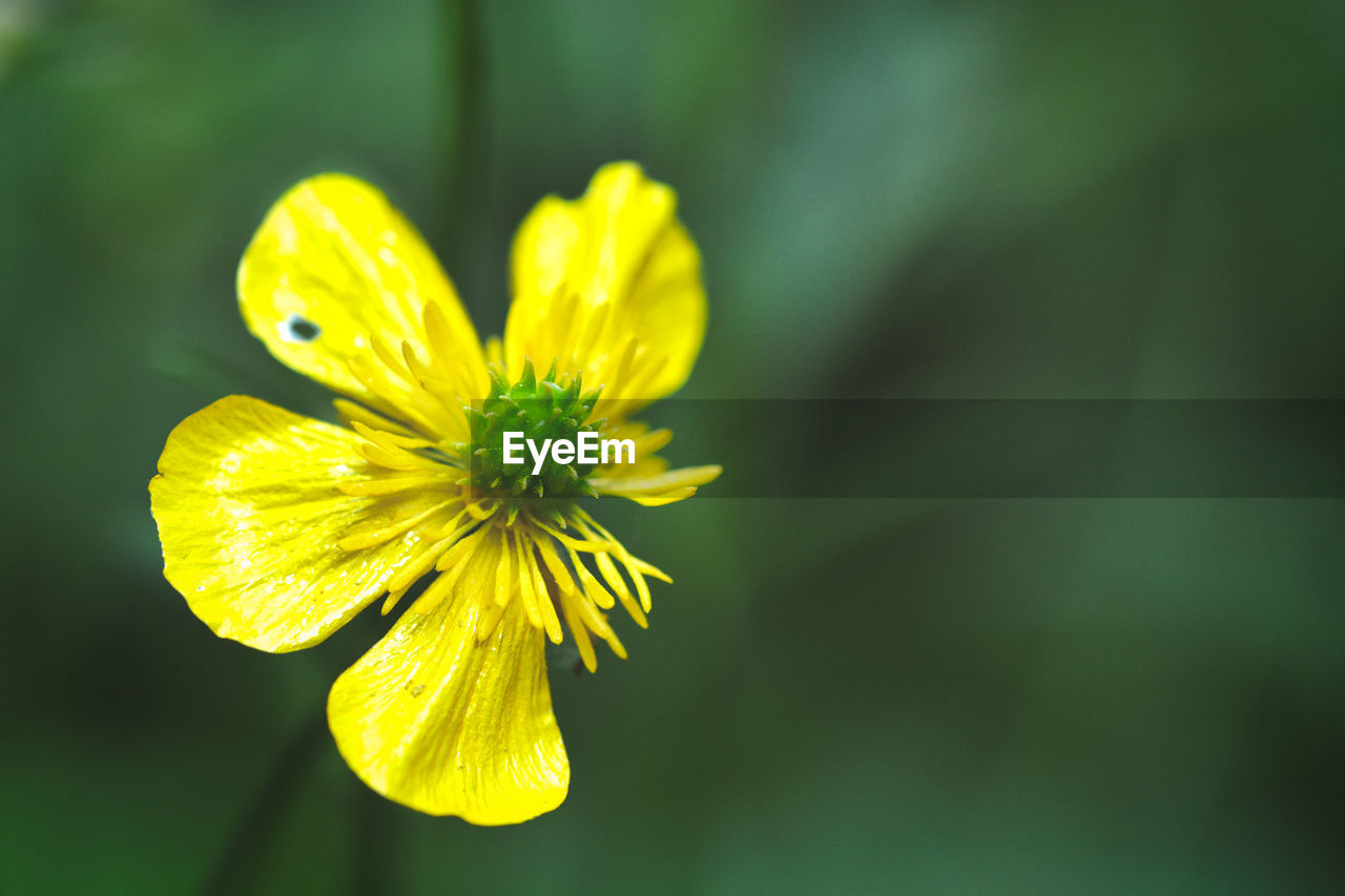 CLOSE-UP OF YELLOW FLOWER ON PLANT