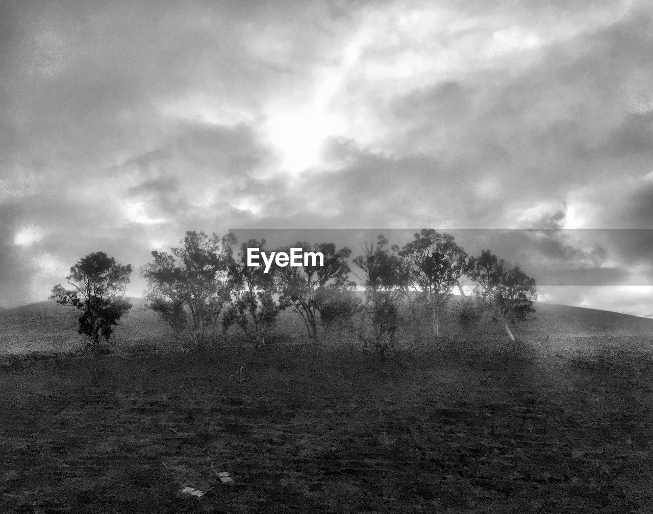 TREES ON LANDSCAPE AGAINST CLOUDY SKY