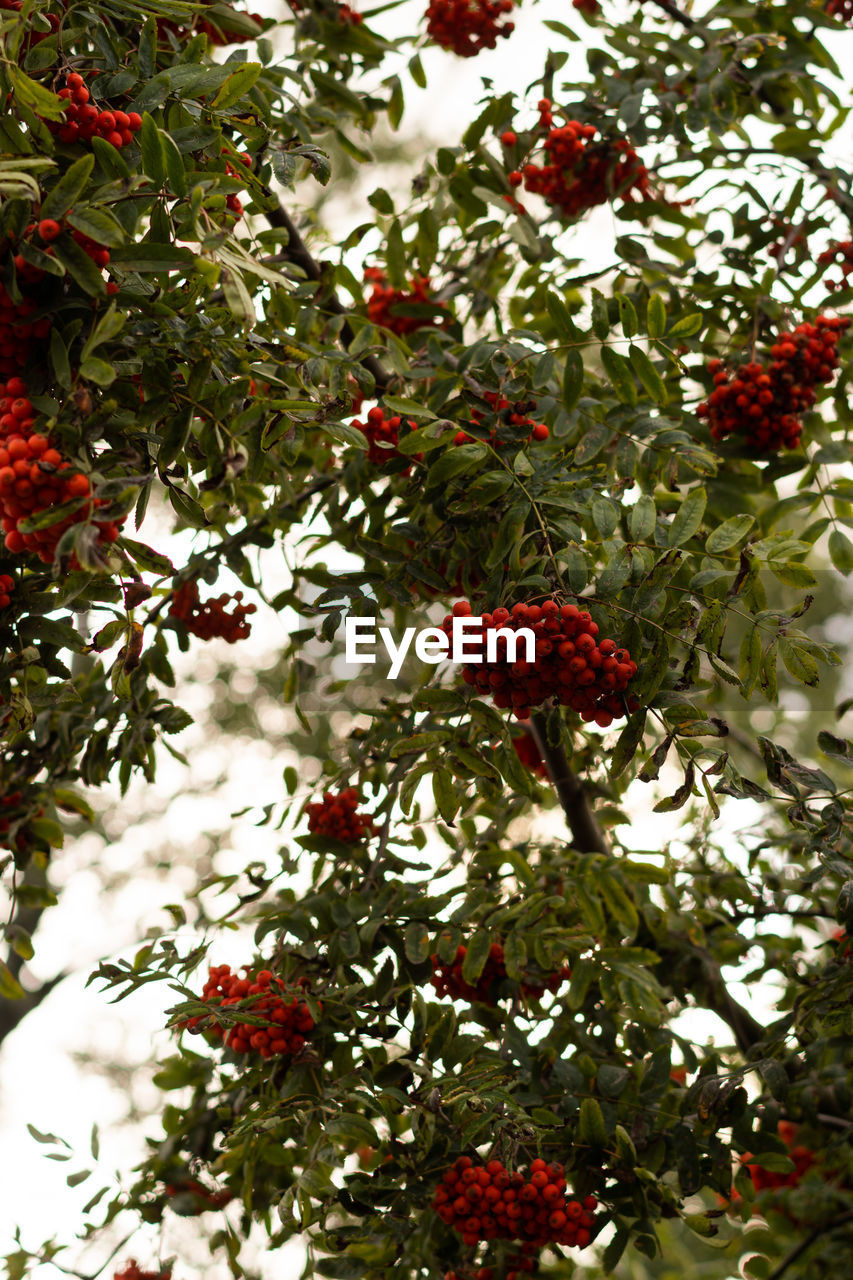 Red rowan berries on a green background in the summer forest. autumn.