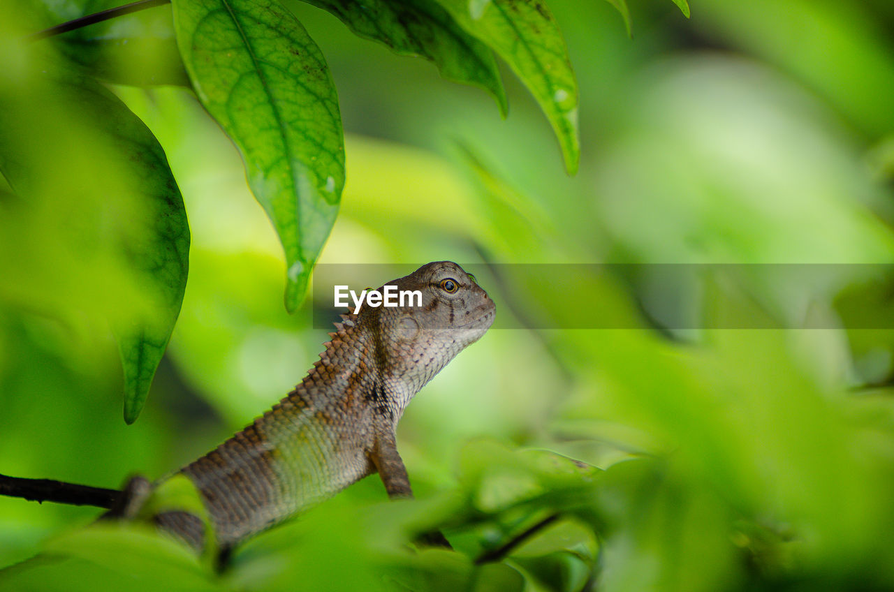 Brown chameleons thinking in green bush, thailand