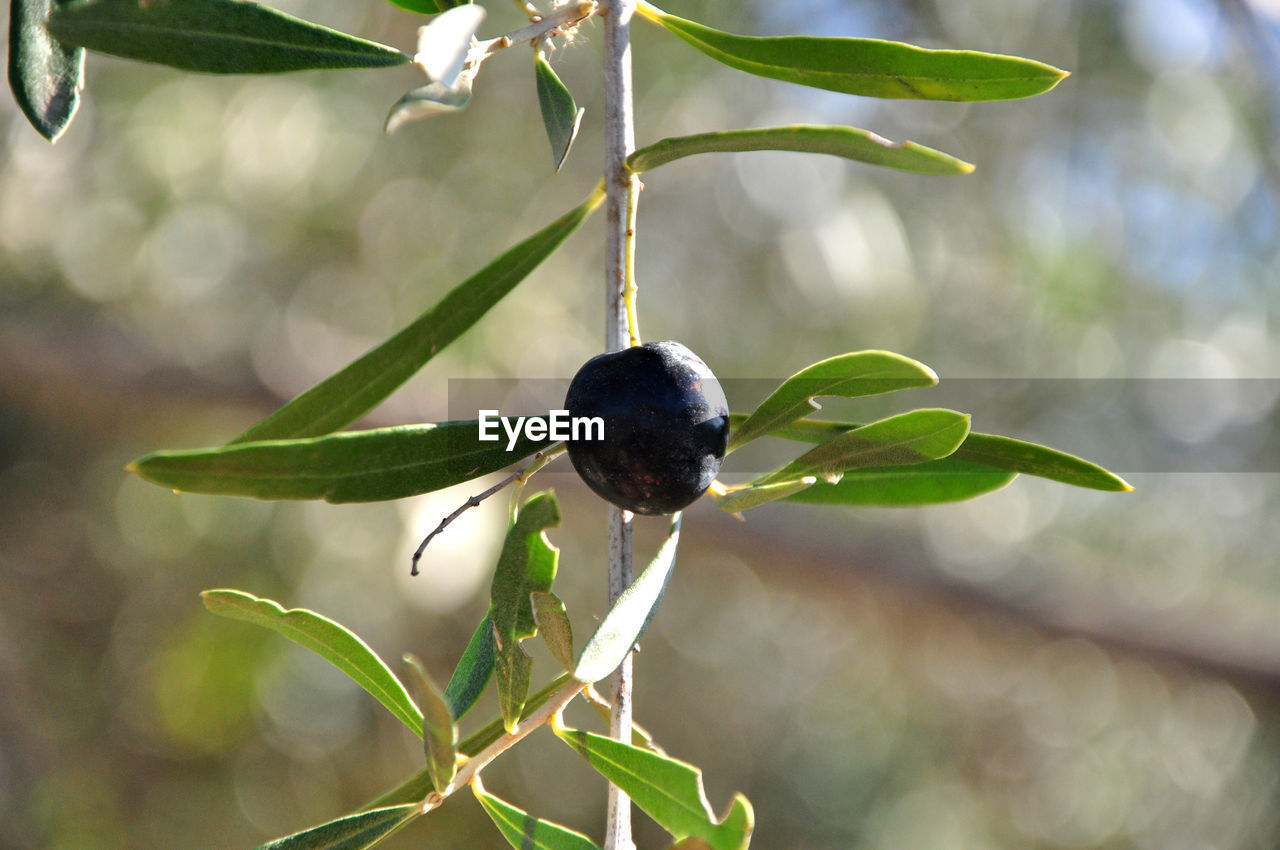 A black  olive on a tree in autumn during harvest