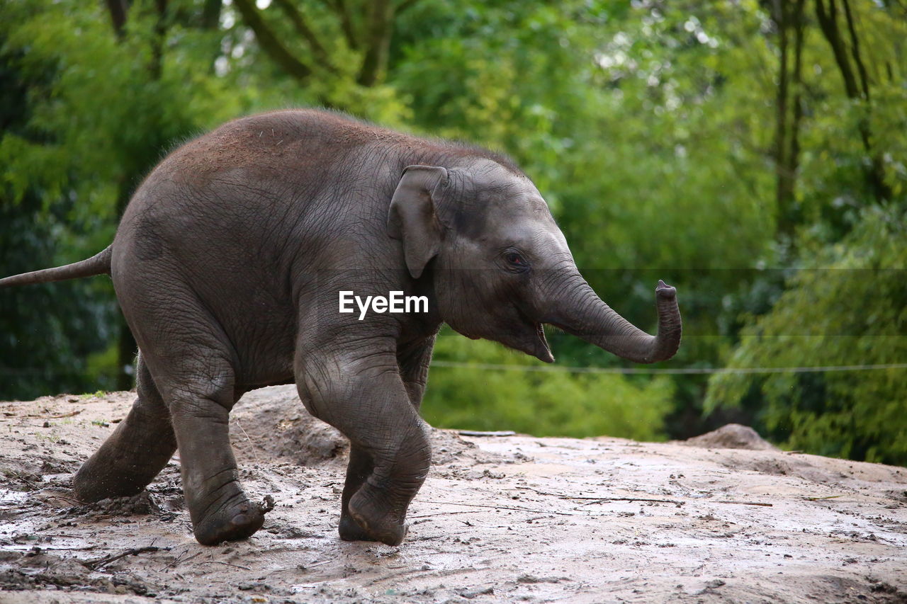 Close-up of elephant calf