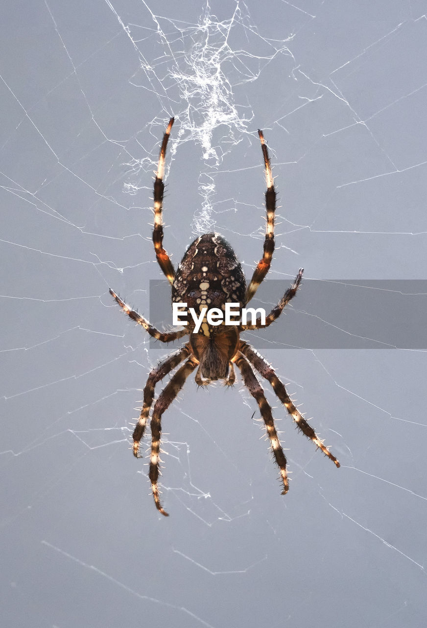 CLOSE-UP OF SPIDER AND WEB